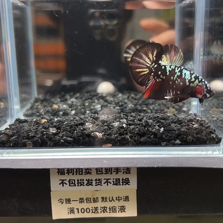 斗鱼竞拍跑单拉黑16日108