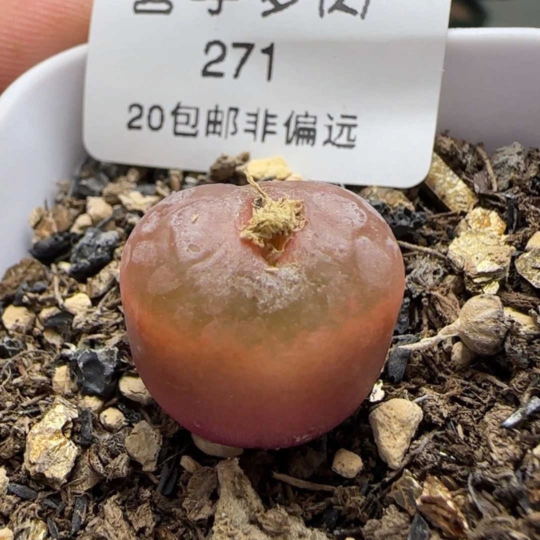 不****！吕红带盆土发货。