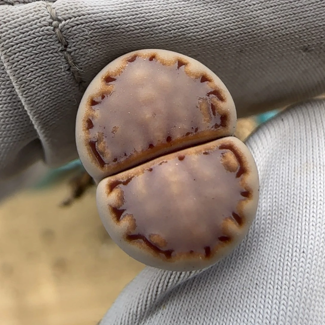 6.27。 217。微腿。9053