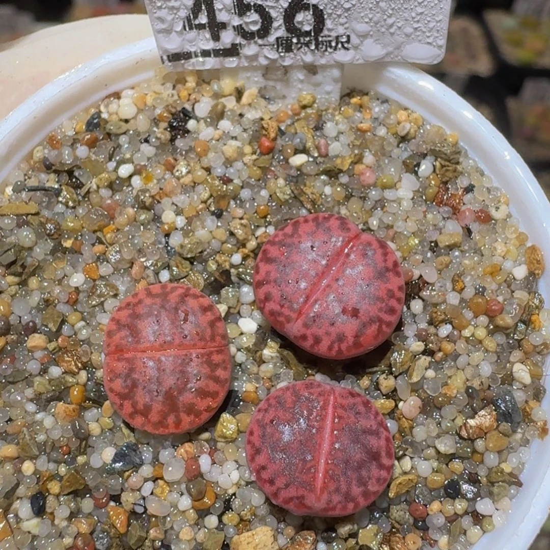 Ssss精品生石花456
