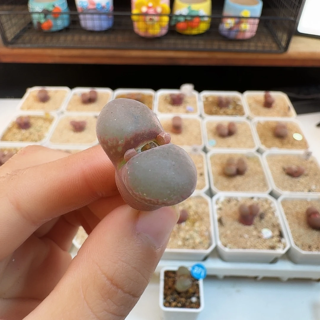 多肉植物福利风铃350