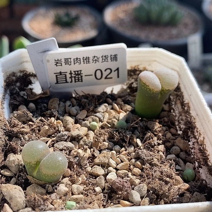 乌克兰种源黑眼豆豆风铃