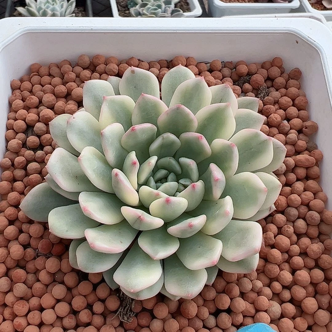 红宝石锦，覆轮锦