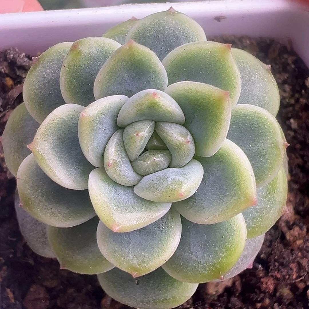 P76甜心。         下播福利