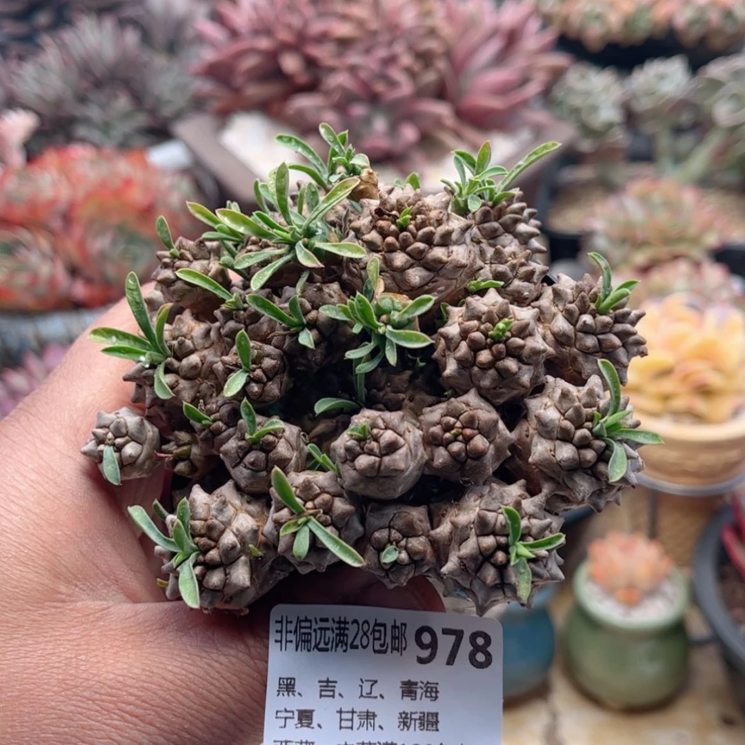 【闪购商品】978峨眉山