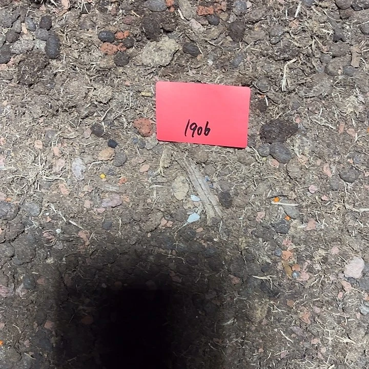 ****晚土多肉植物保护1906