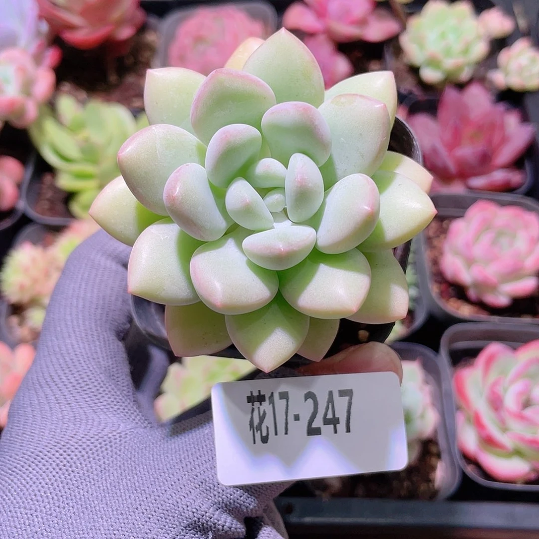 花利美17-247泡泡糖