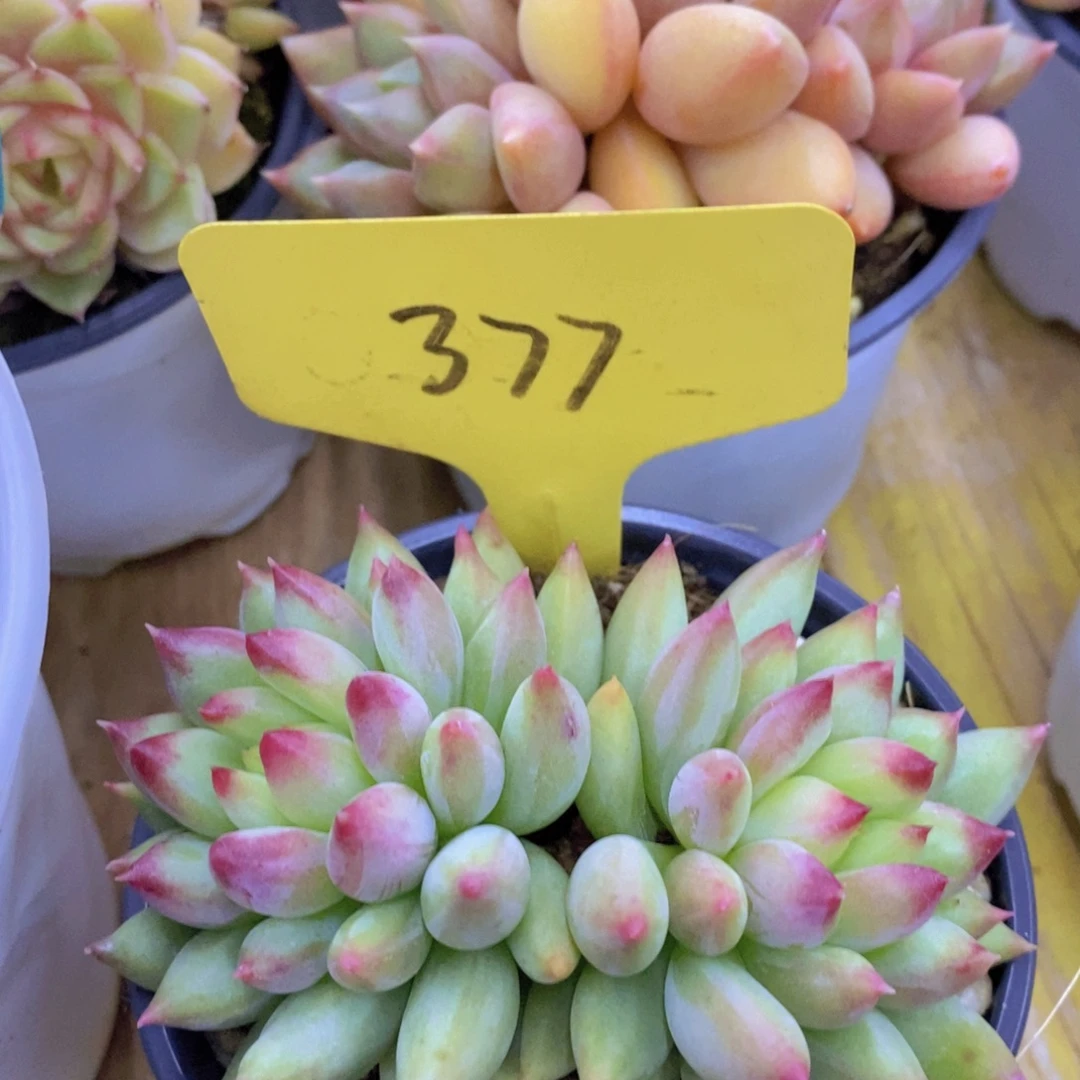 最后一场直播，来日方长，一单包邮