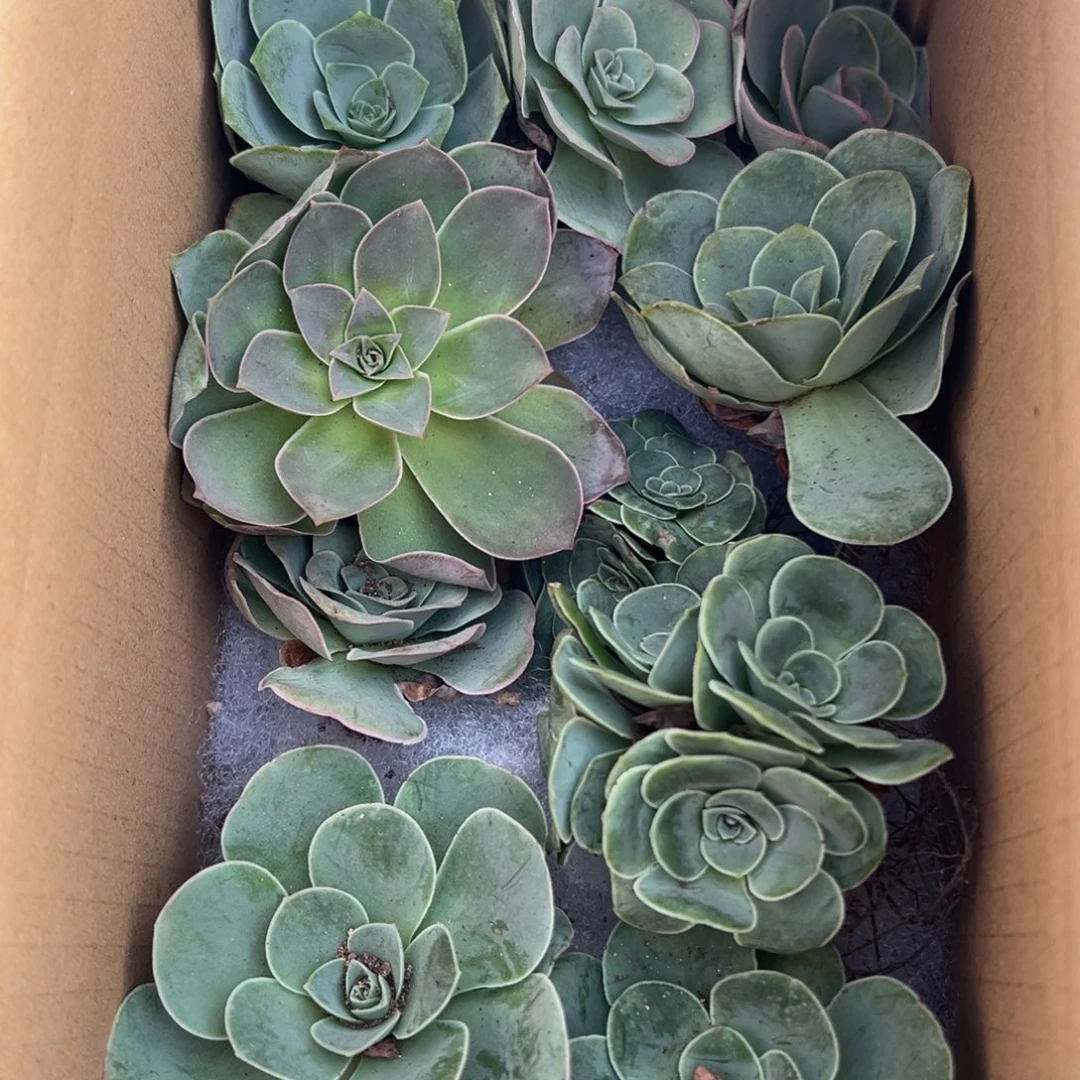 陈陈902山地玫瑰多品种10颗