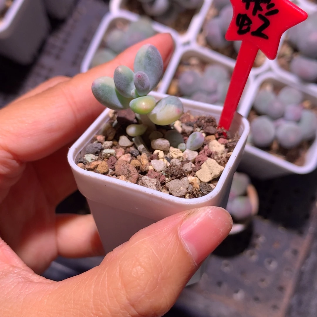 彩虹奶酪锦彩虹奶酪锦