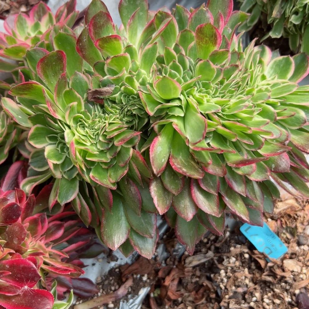 我7087 号多肉法师新年特价