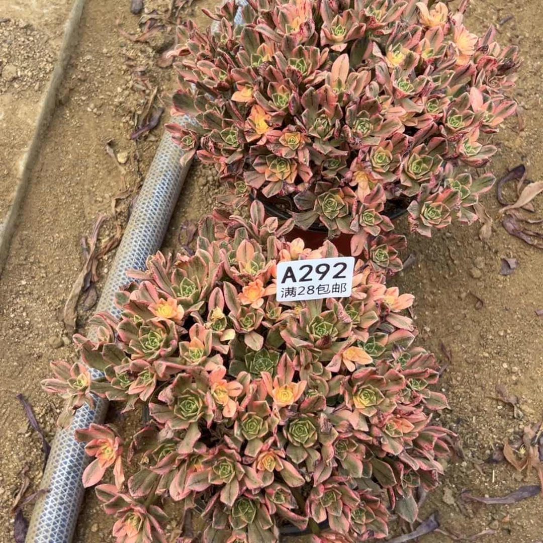 292多肉  2颗甜茶    发货叶片有氧化斑