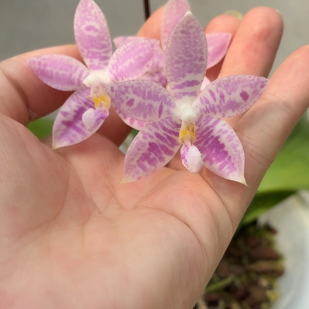 当前无花朵，栽培后可花朵A5456海底世界八寸三花剑