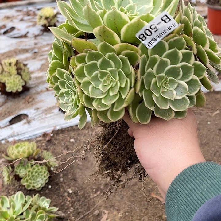 508粉花妖多肉植物法师