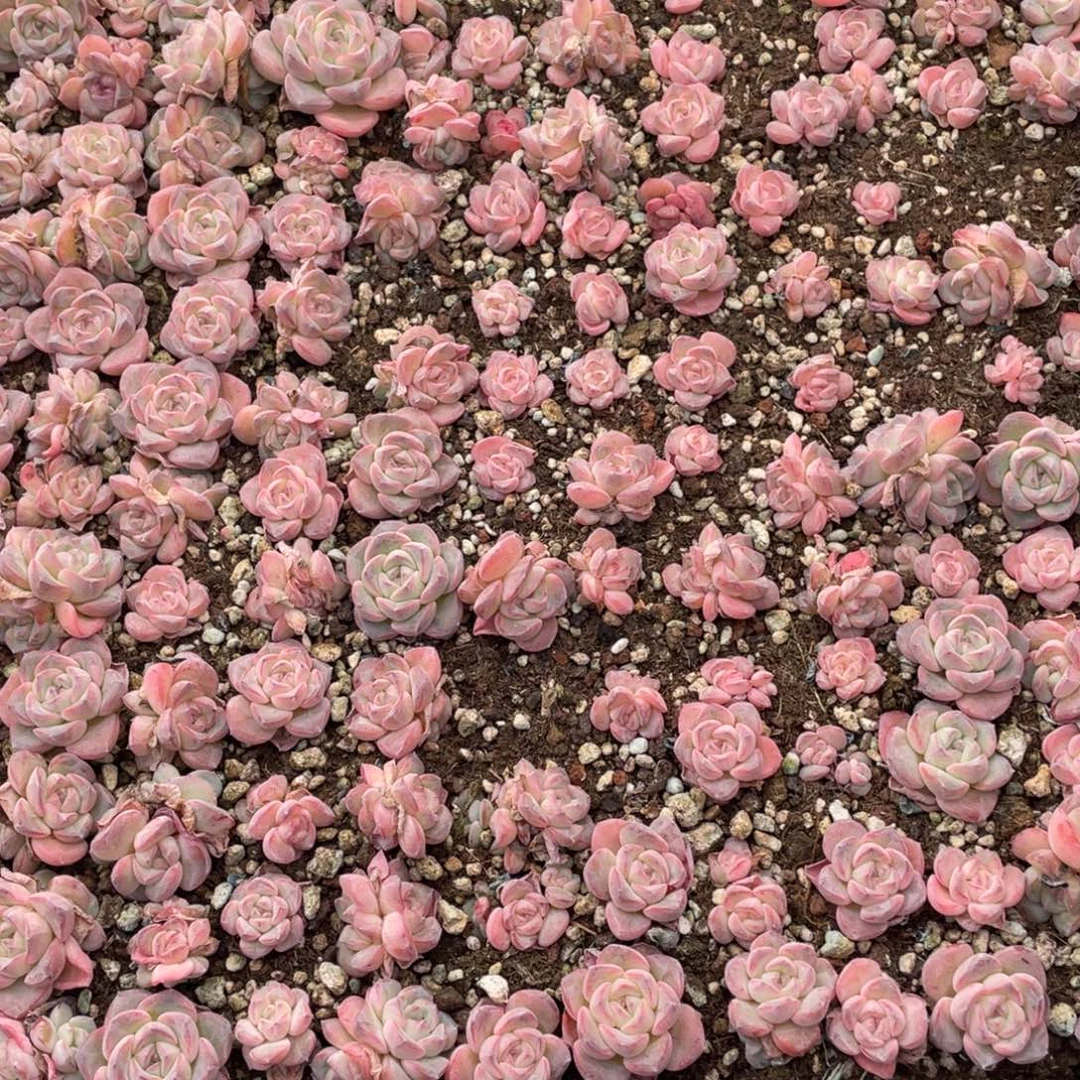 云糖心多肉植物94