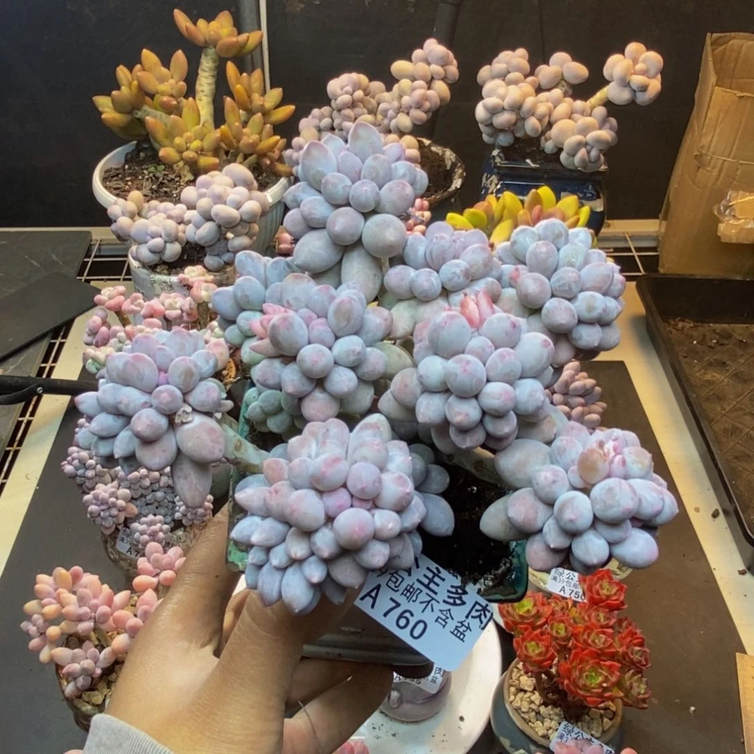 760香水手指奶多肉9c m
