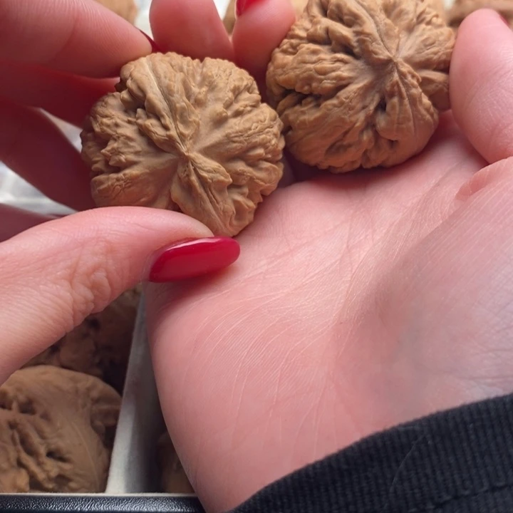 云***处霸王龙全品无修一刀没动