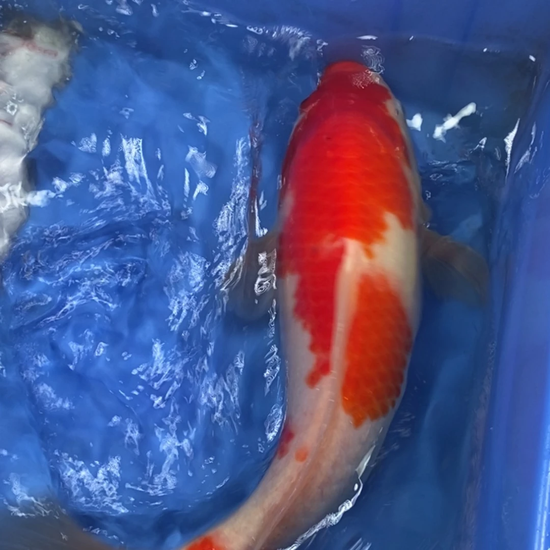 锦鲤冷水锦鲤包邮