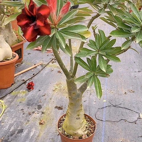 【闪购商品】金*绿植