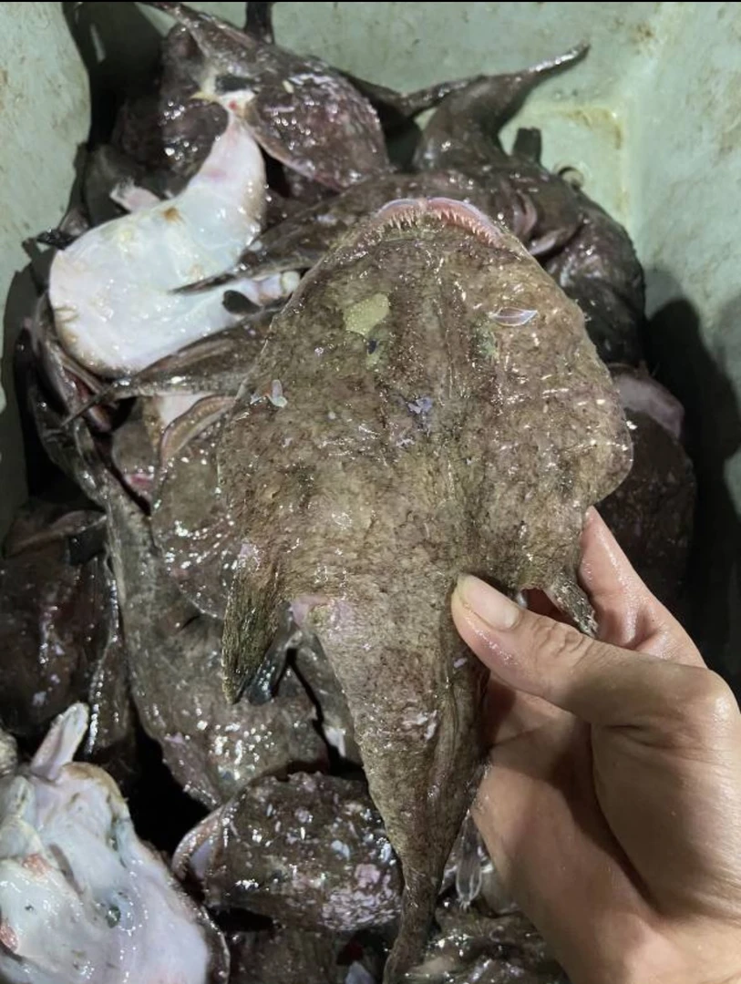 广东惠来神泉港鮟鱇鱼，1盒400克，可清蒸红烧焖煮煲汤等多种烹饪。