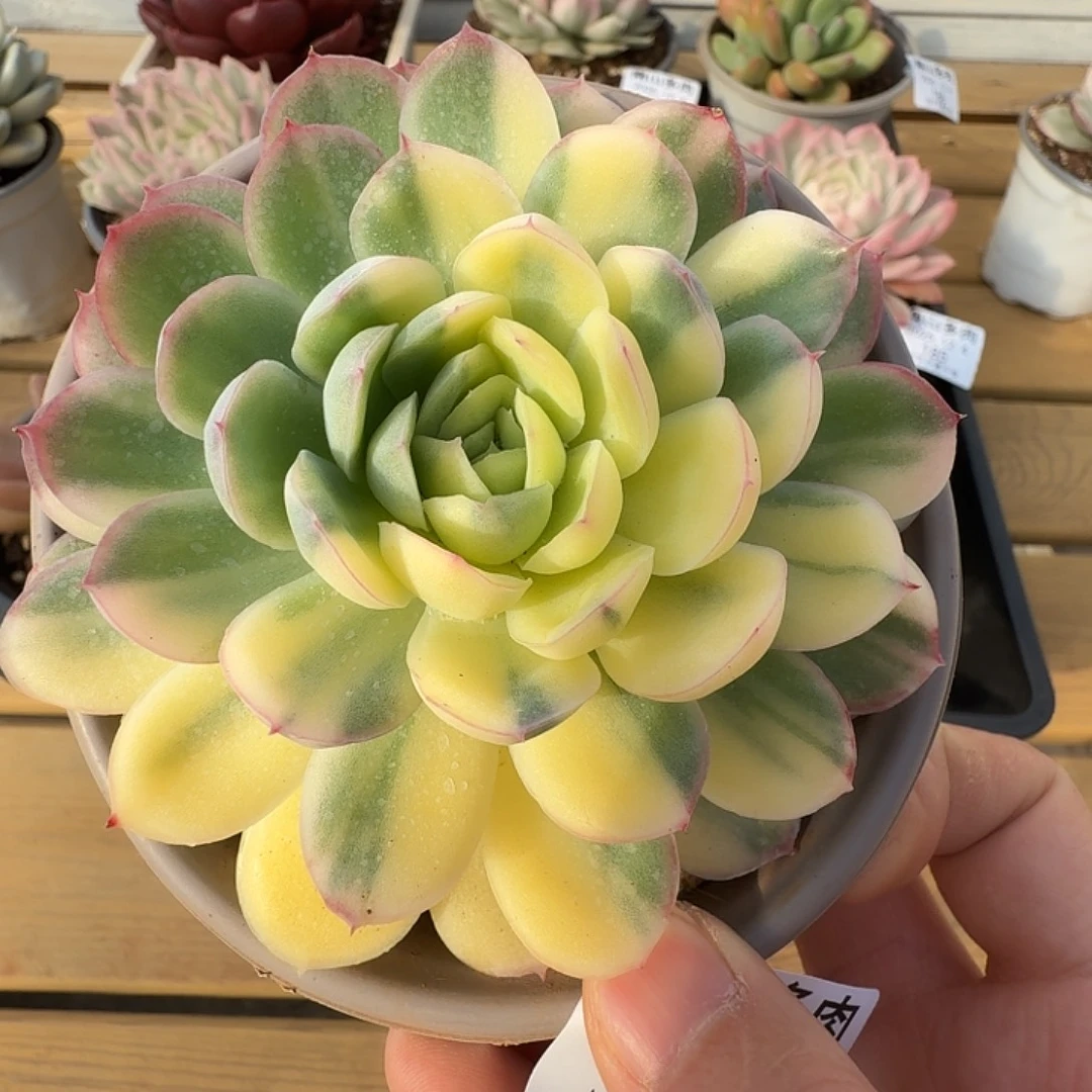 草莓冰锦11111124-184