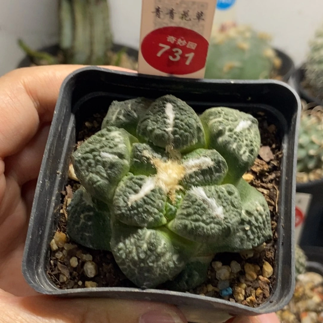 自根连山龟甲牡丹5.9cm