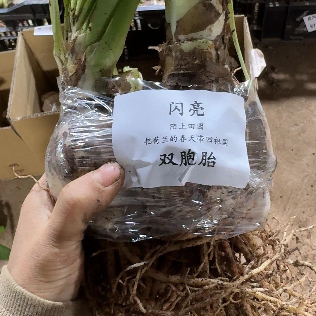 2号闪亮双胞胎7+9