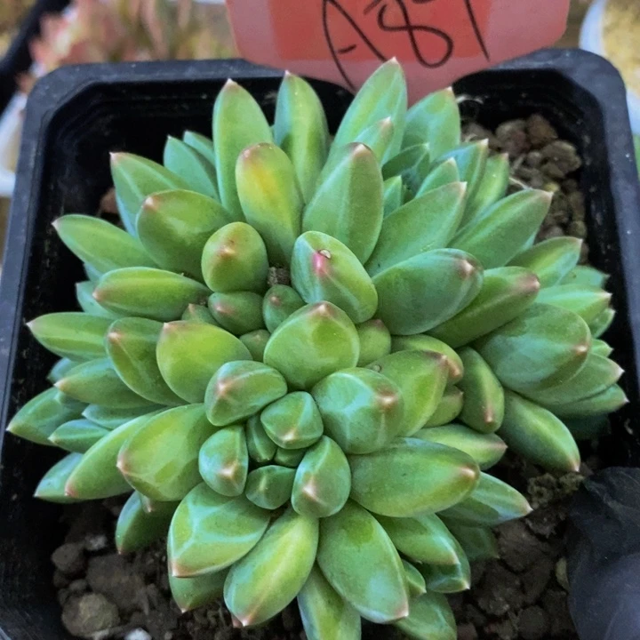 是因为她没有那么坚强