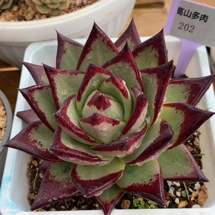 D202- 直播福利 乌木桃