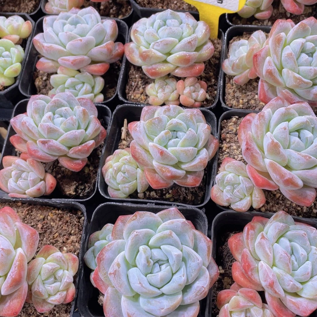 206号 老桩丸叶飘枝冰玉双头一个