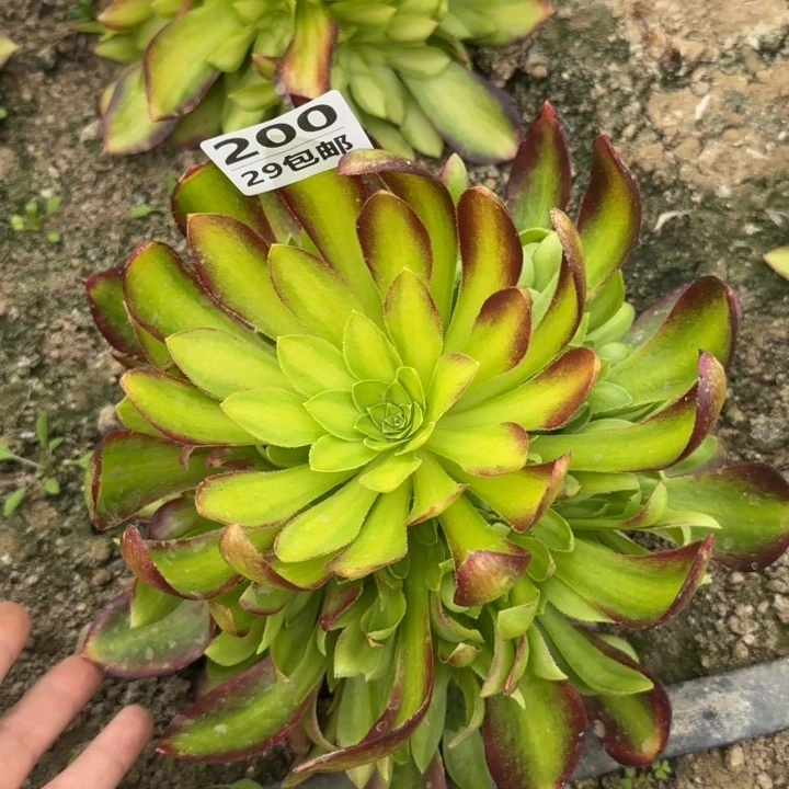 火焰山……多肉植物……