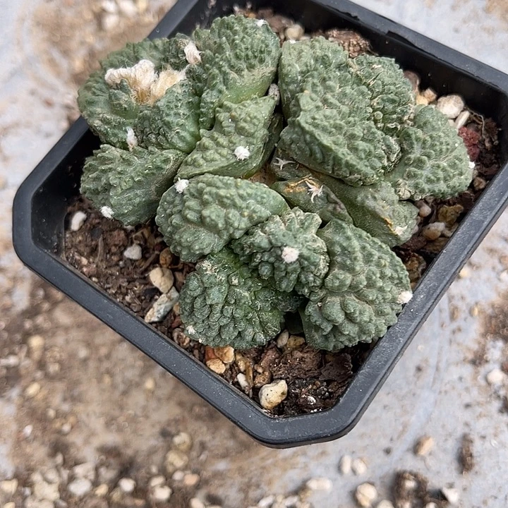 无花朵三头怒涛牡丹