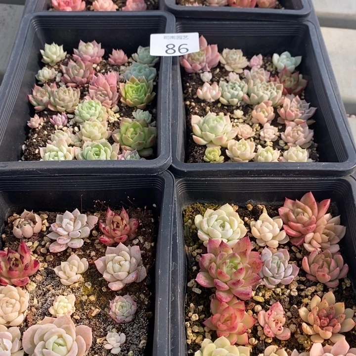 86 多肉植物盆栽花卉