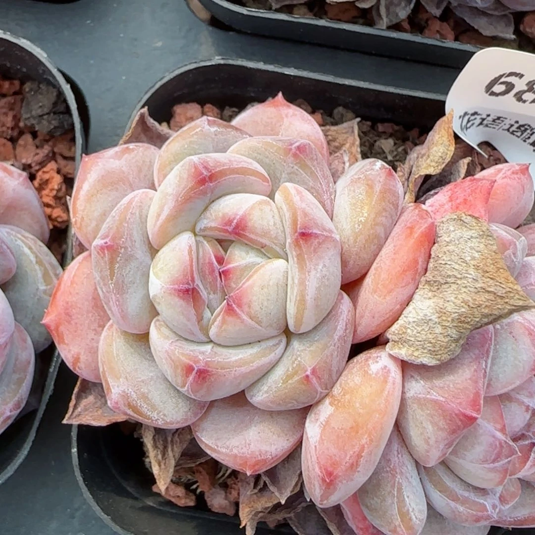 花语逸镜0213-680