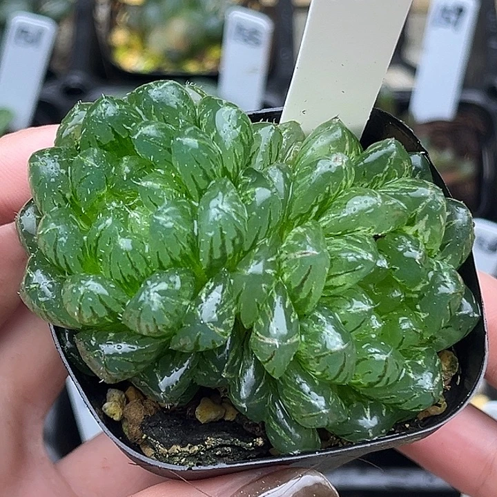 160双头翠云玉露锦