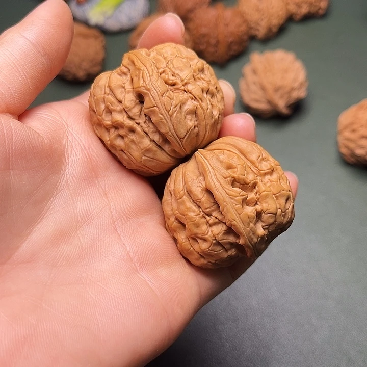 涞水山地果甲骨文