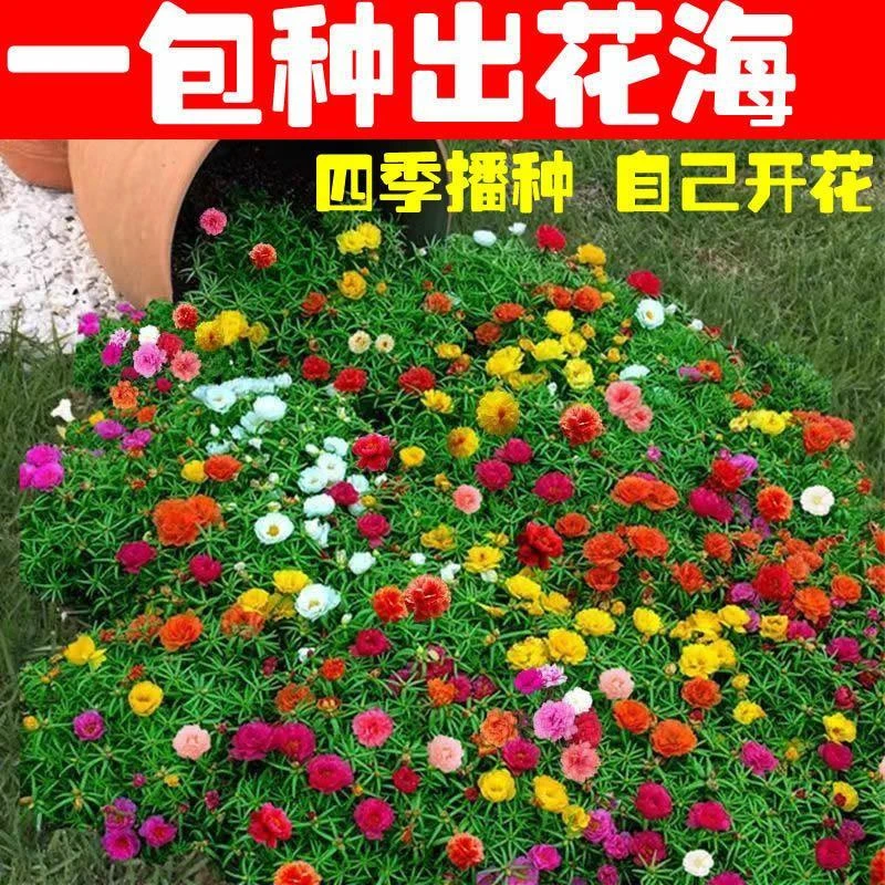 【全店满5元包邮】重瓣太阳花种子易活室外庭院花园网红冻不死花