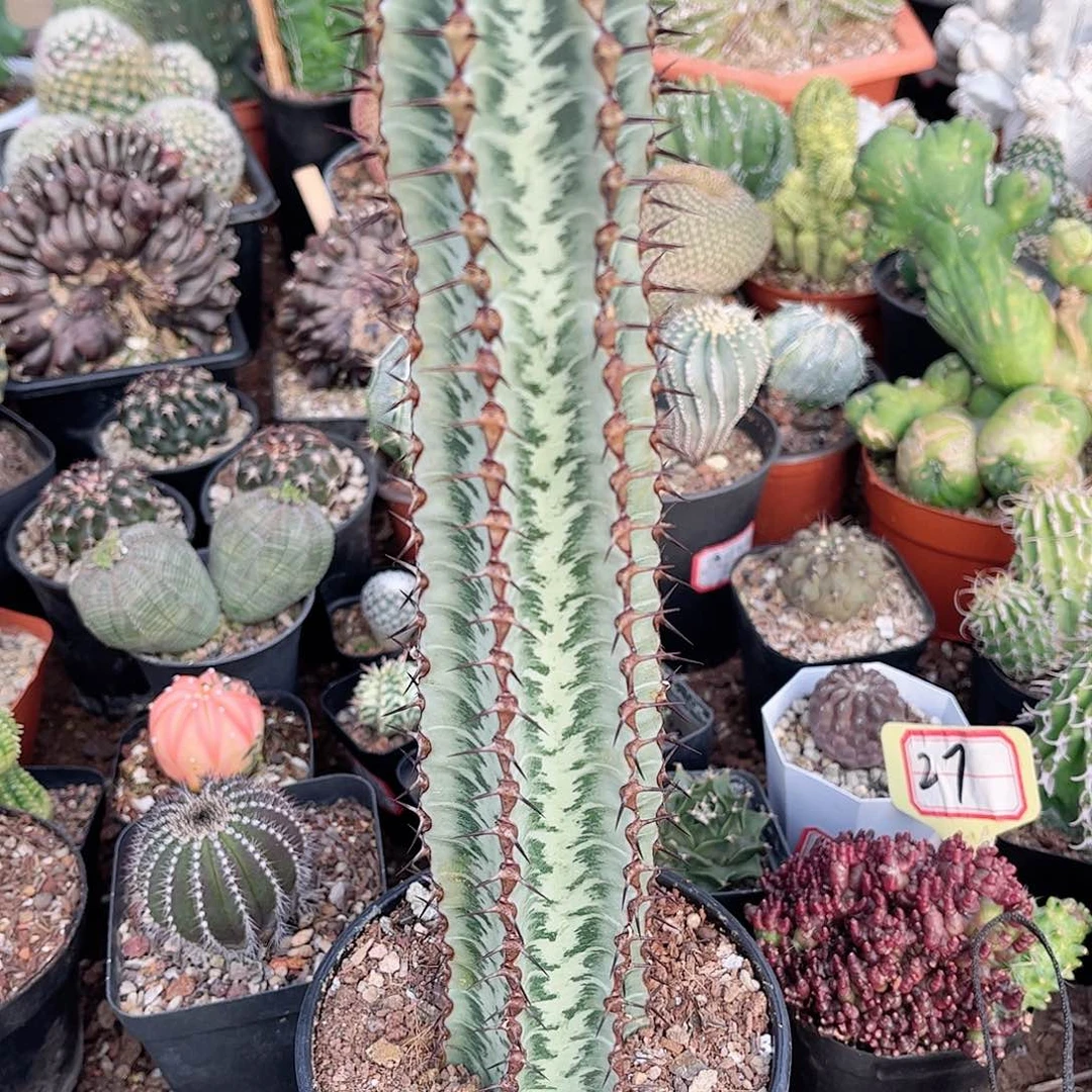 斑马大吉一一一一一一一一