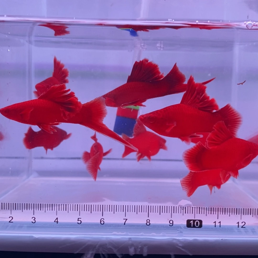 东***人红剑鱼高鳍红剑亚成4公6母