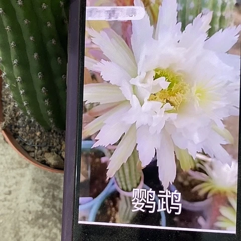 鹦鹉毛花，2578999