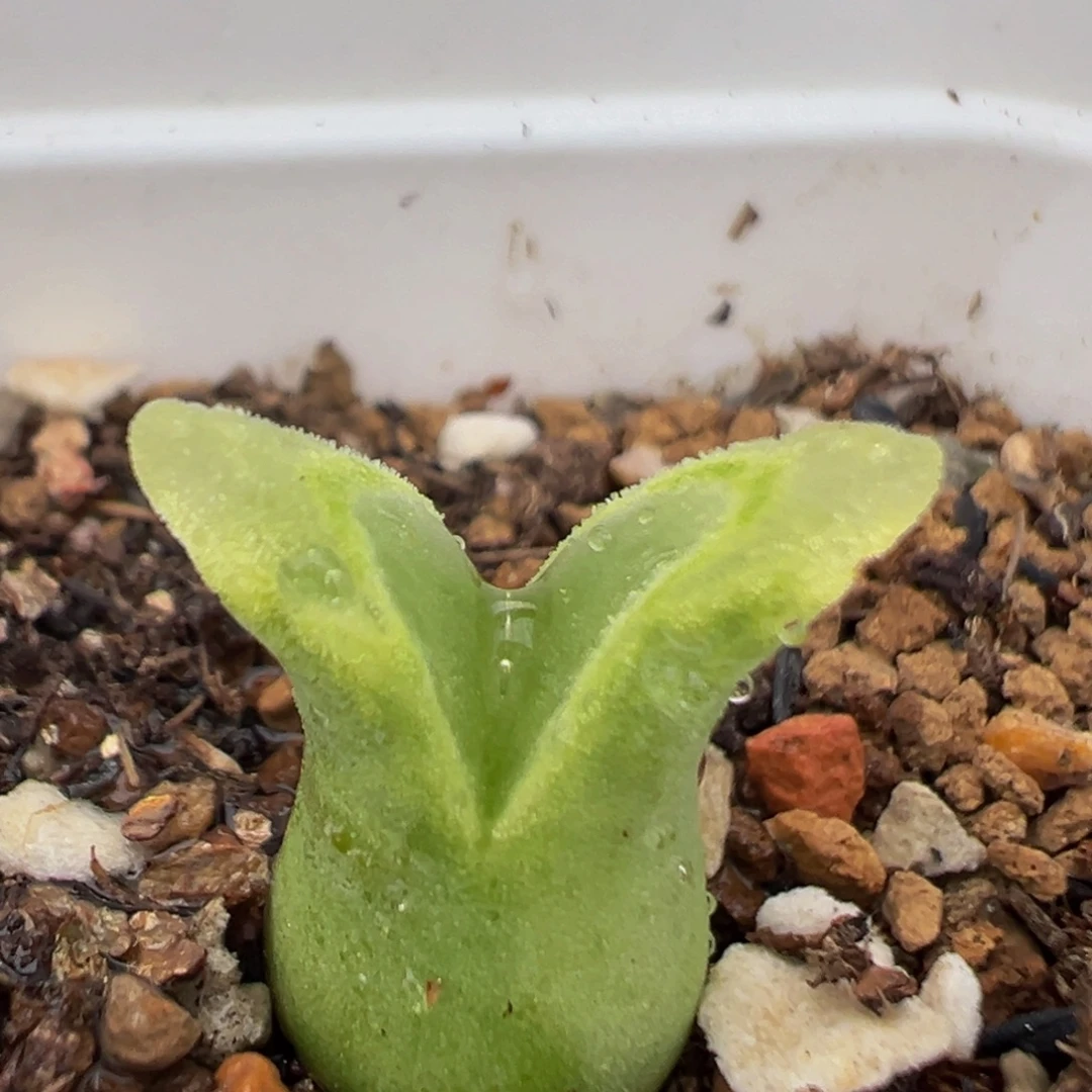 310多肉植物百科冰风铃1416.46