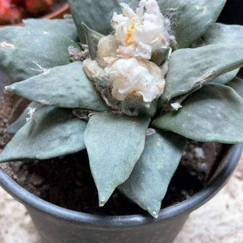 牡丹仙人球40米仙人球