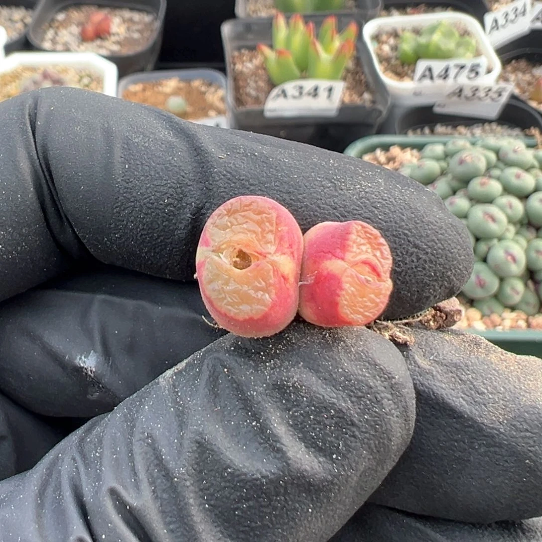 546号双头大肚子雪加。