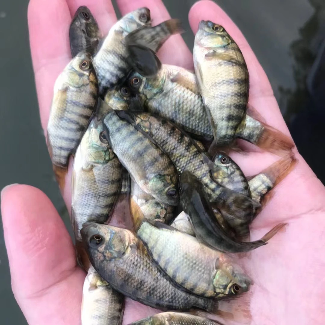 罗非鱼淡水福寿鱼