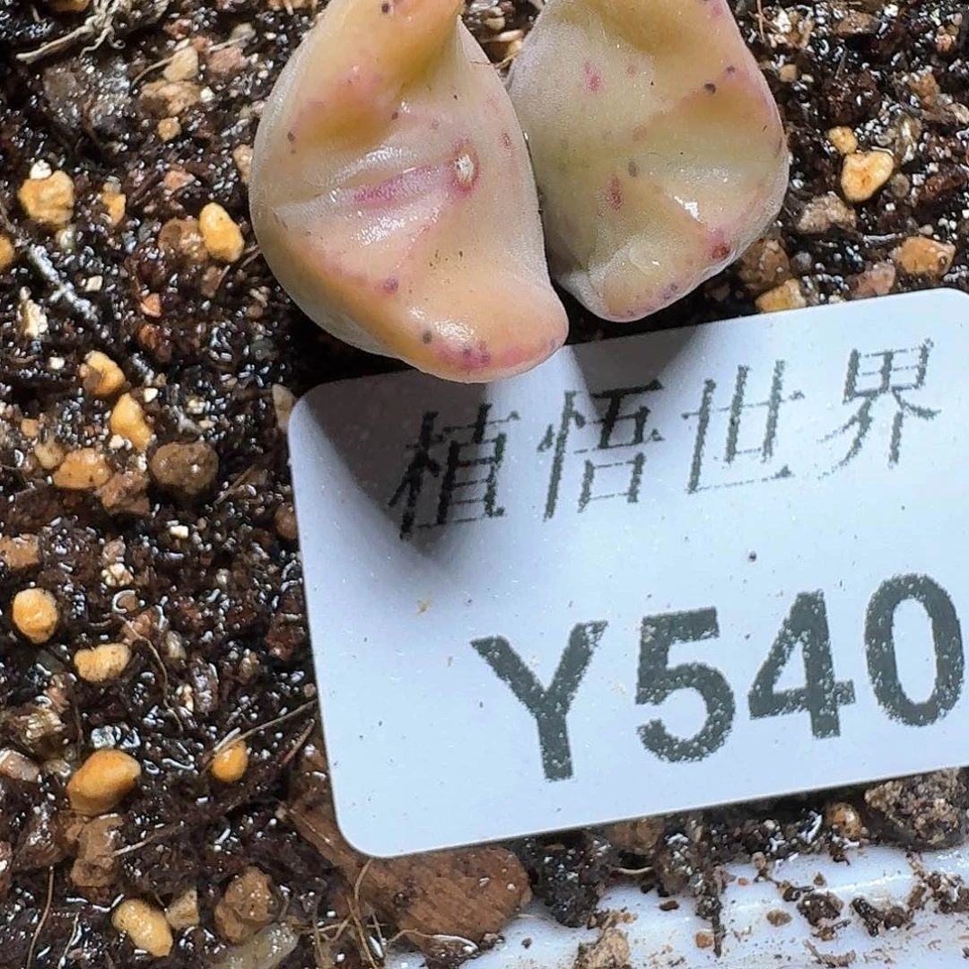 540号多肉植物哇f