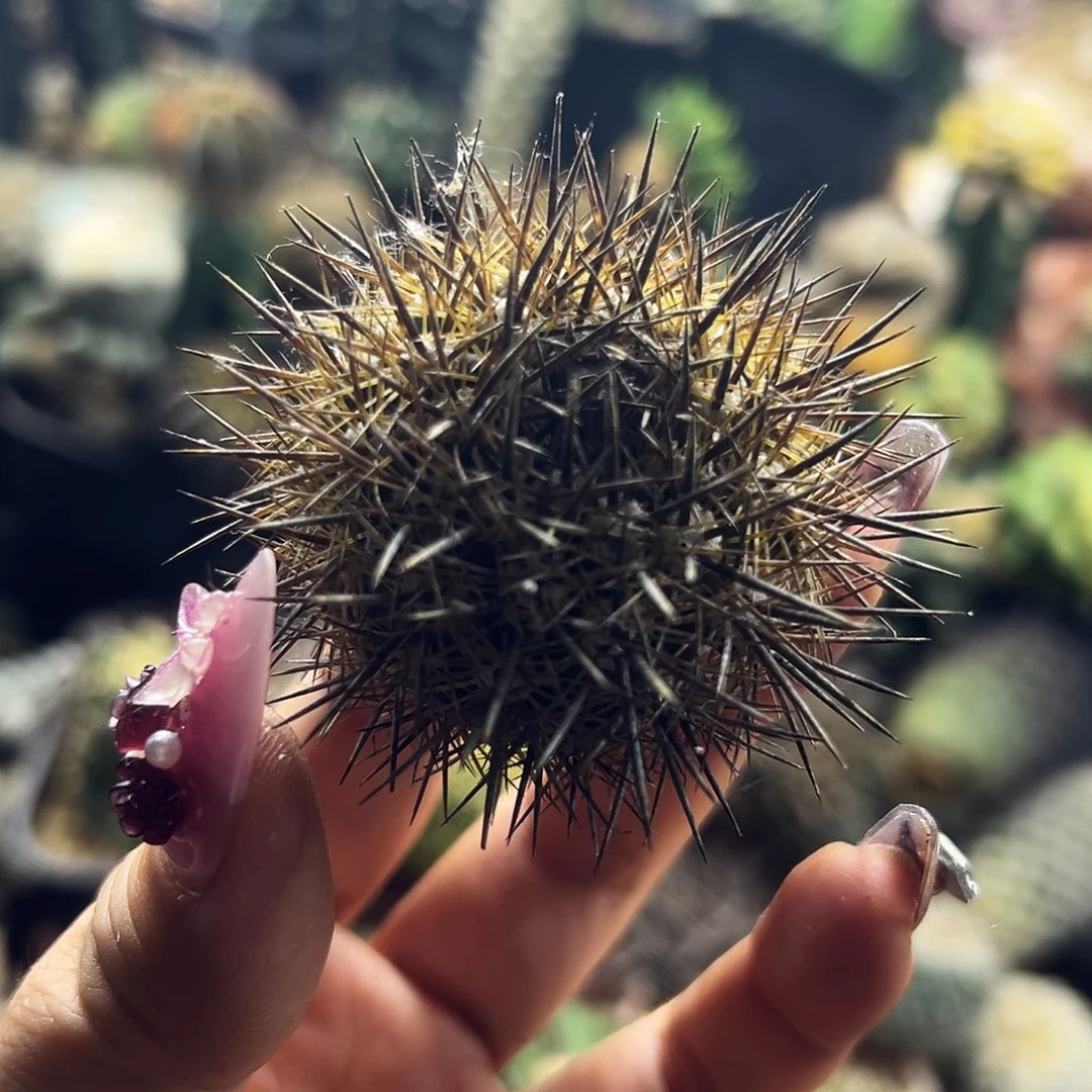 逆龙有根仙人球111111111