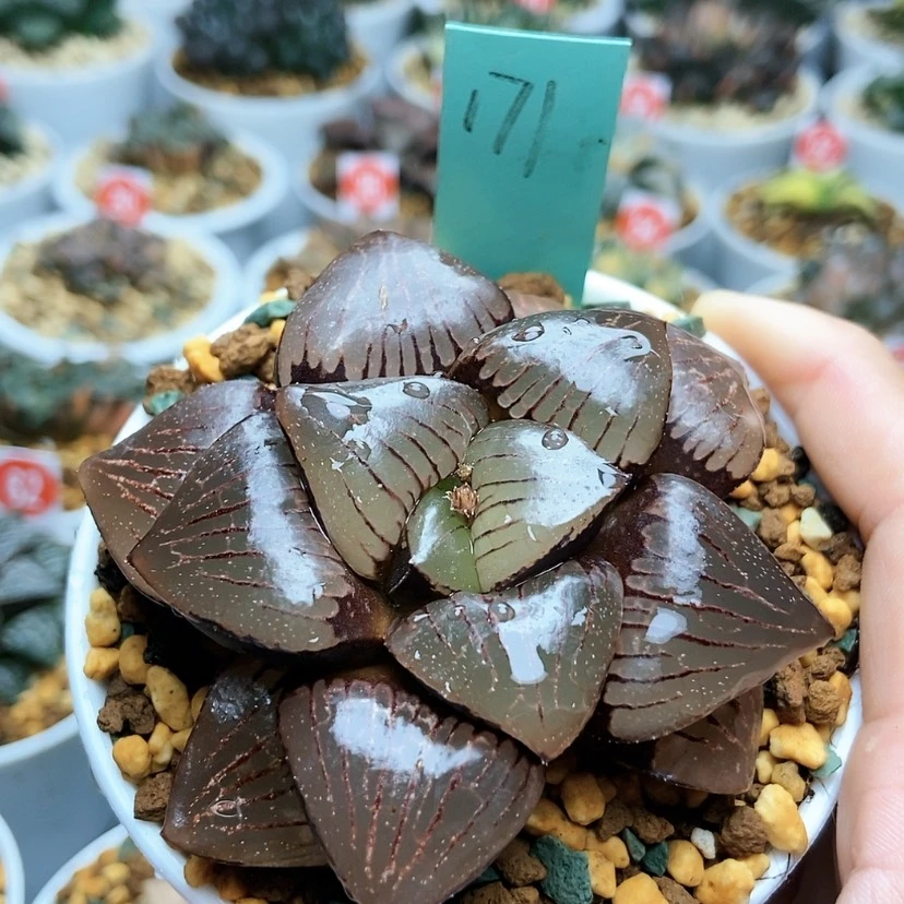 【闪购商品】171日月潭