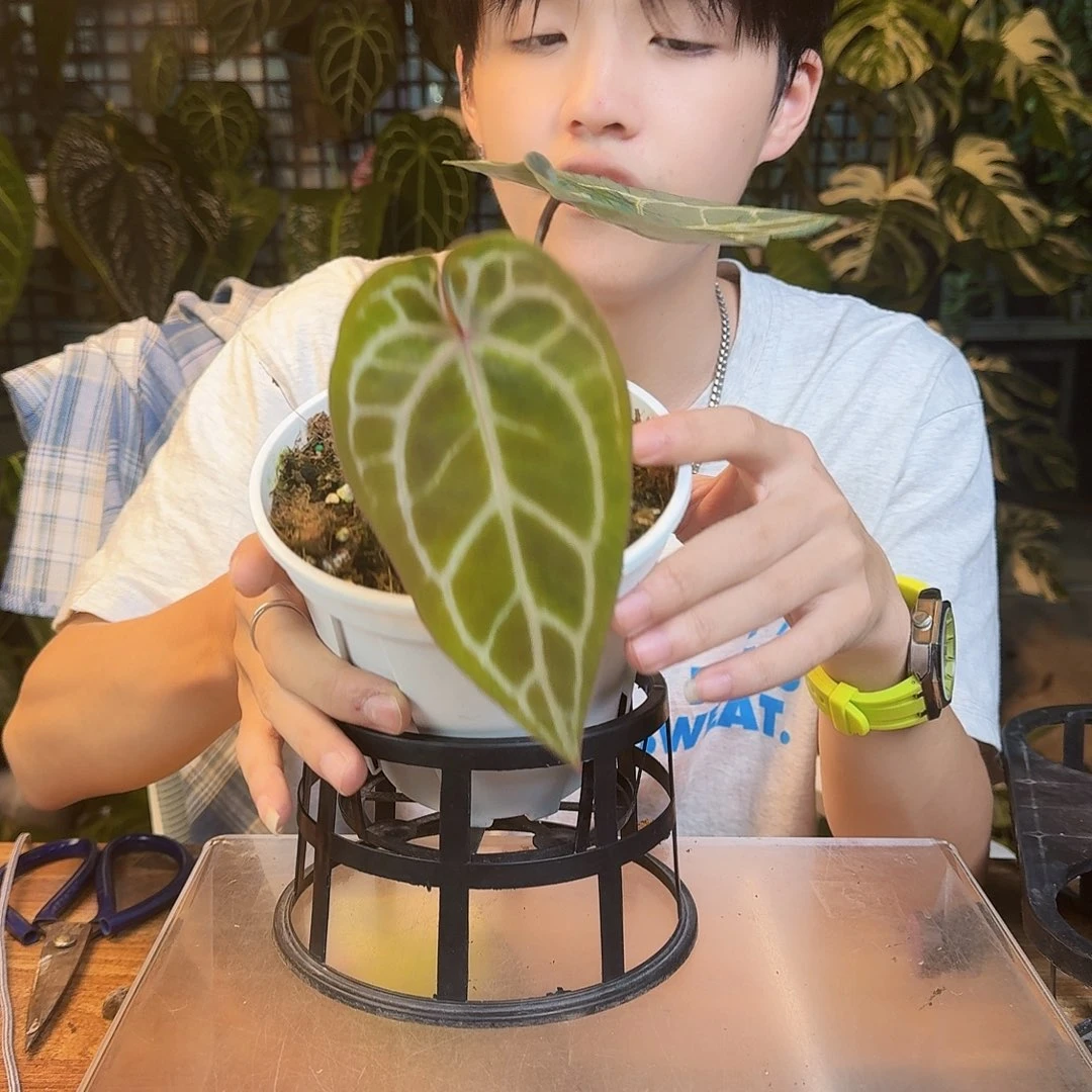 完全开放粉柠檬杂银骑士M125