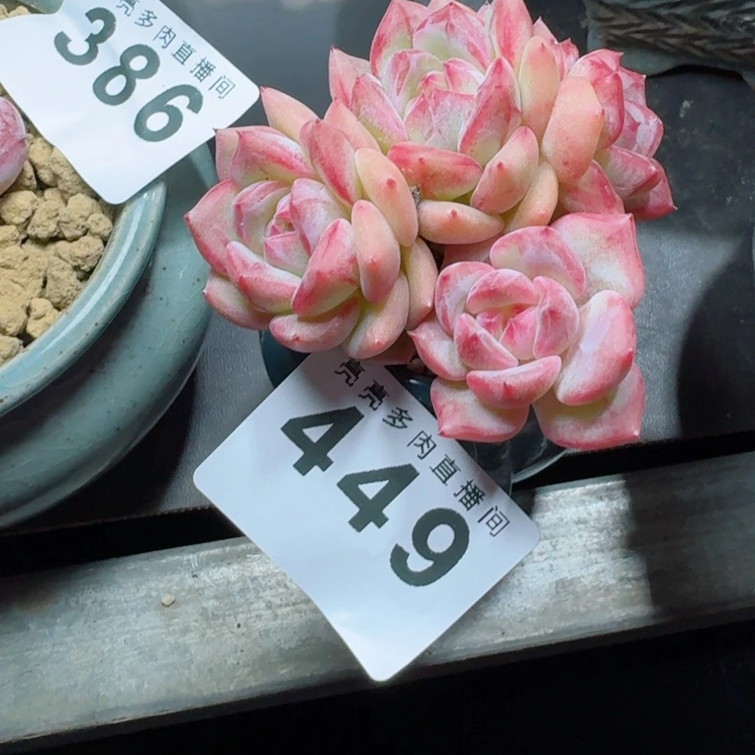 桃红新品      开心笑容难抵抗，积极乐观正能量