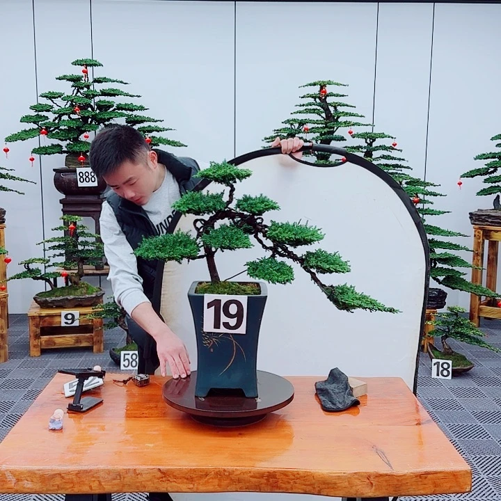 松树盆景一物一拍